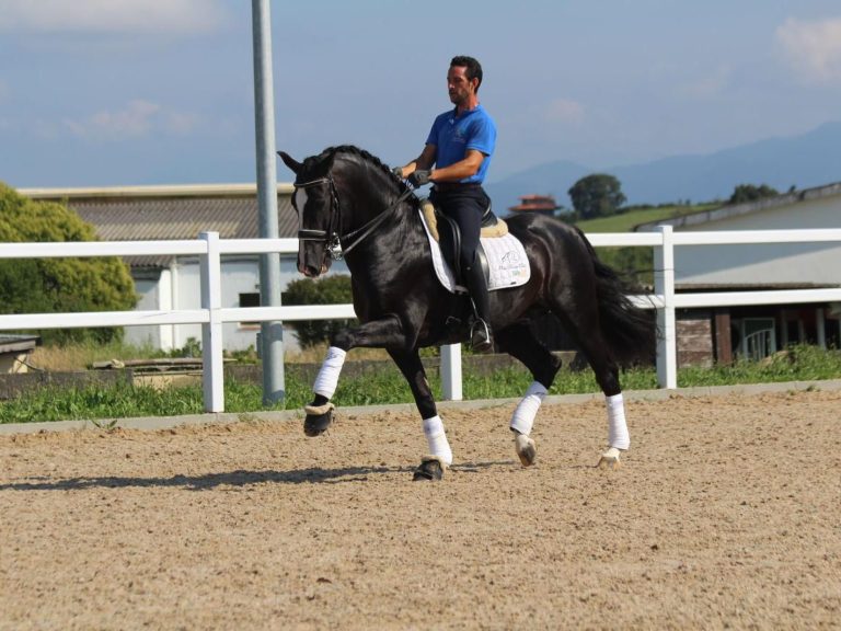 CABALLOS - INTER ORIENTE MEDIO